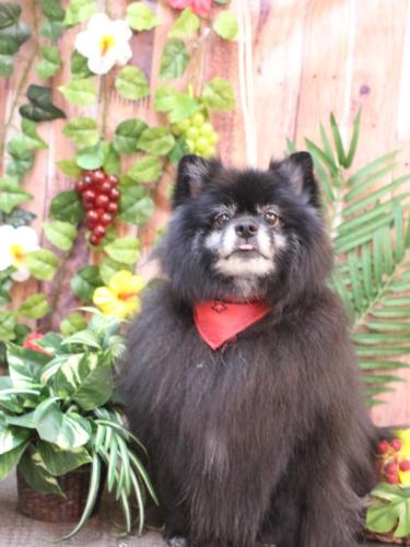 20230809ふわりちゃん